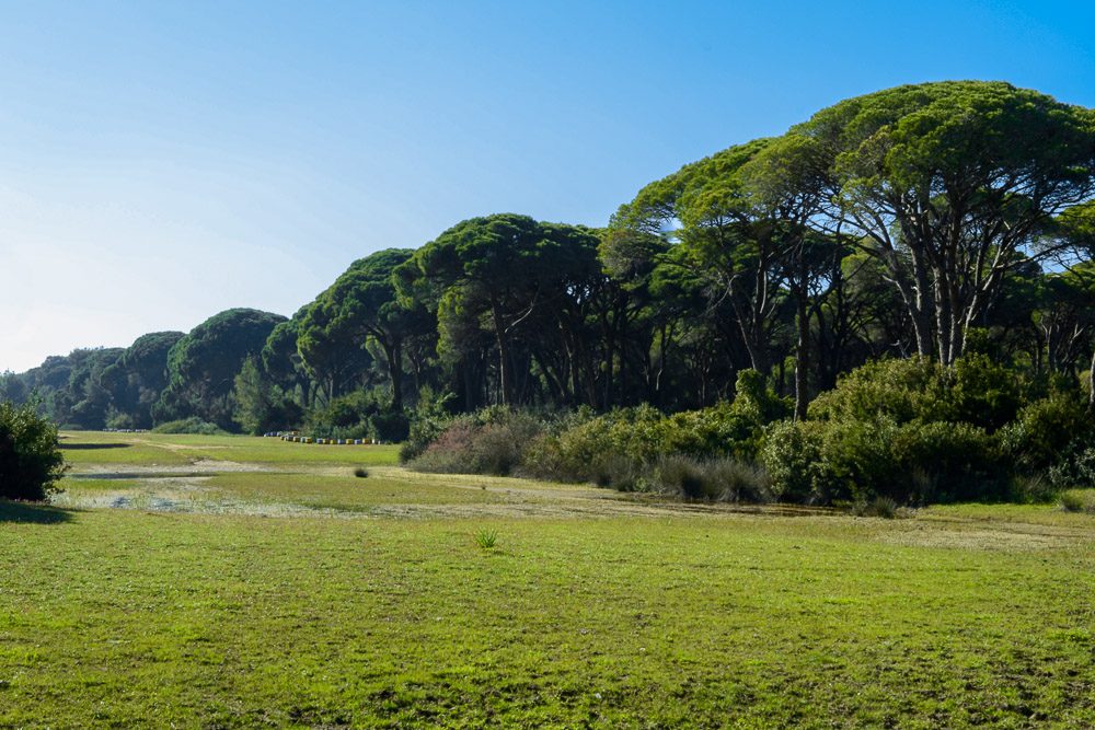 strofilia-27